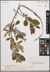 Foto von Salix cinerea L.